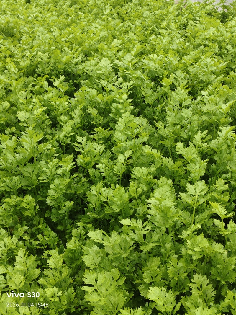 皇后小香芹
