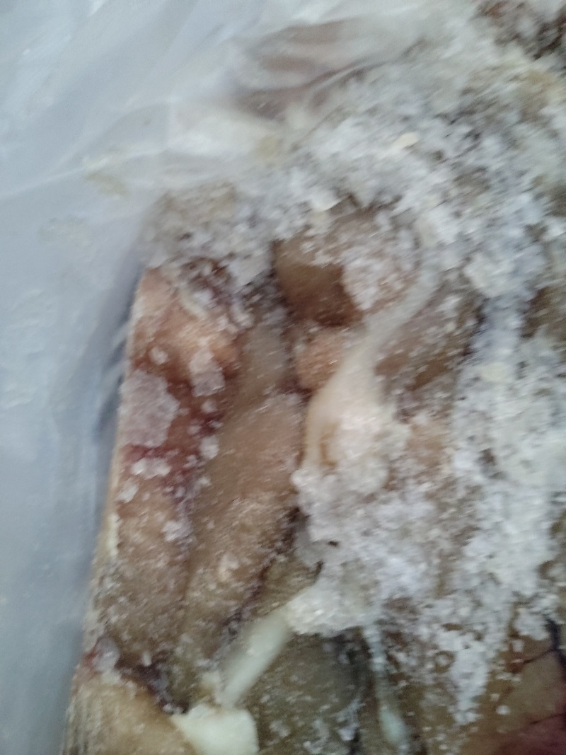白鲢鼓泡大白刁籽冬天火锅必选