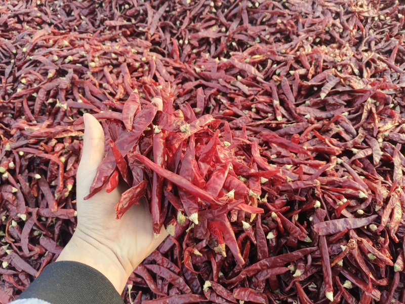 【推荐】河南干辣椒/一手货源/视频看货/品质保证/电询