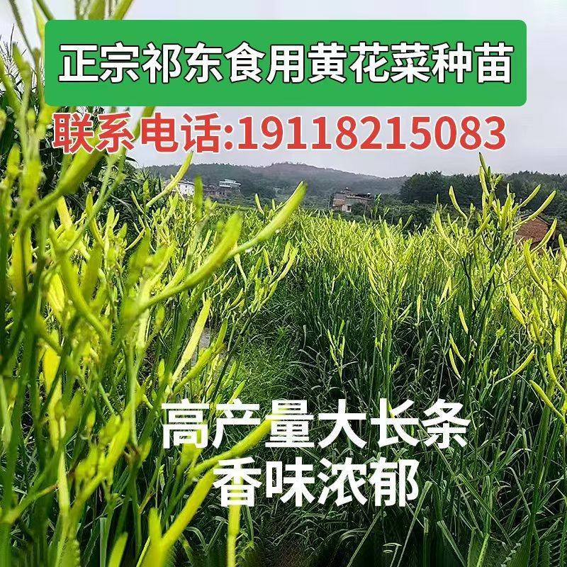 现挖直发优质高产食用黄花菜种苗批发