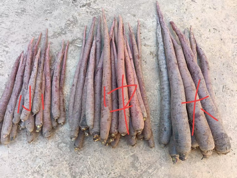 云南高山紫玉萝卜产地一手货源量大价优欢迎随时联系看货