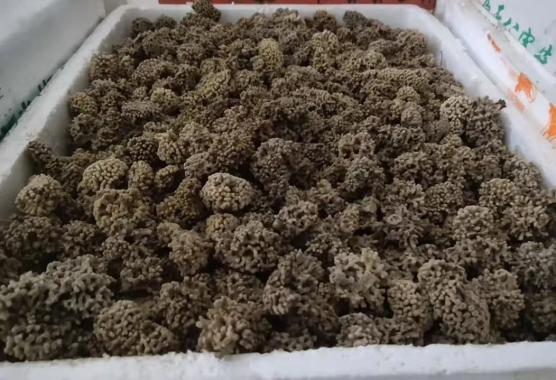 海浮石花产地直供一手货源量大从优欢迎咨询