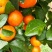 广西贺州直供！正宗砂糖橘