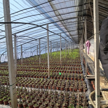 无花果盆栽青皮斯特拉金傲芬芭劳奈波姬红