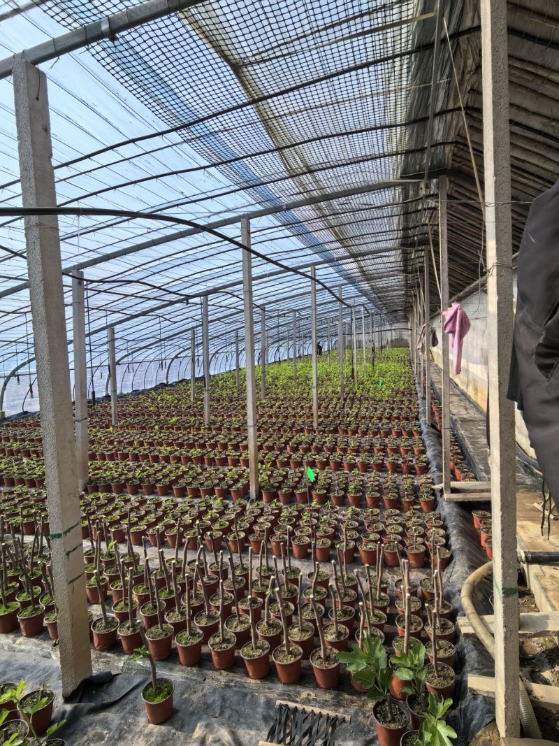 无花果盆栽青皮斯特拉金傲芬芭劳奈波姬红