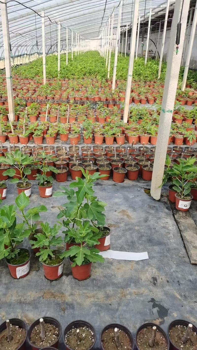 无花果盆栽青皮斯特拉金傲芬芭劳奈波姬红
