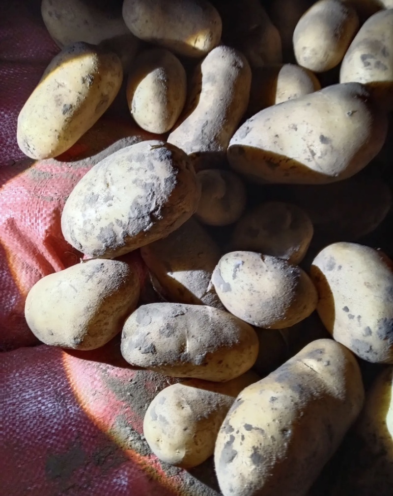 沃土土豆基地直发品质保证规格齐全量大从优