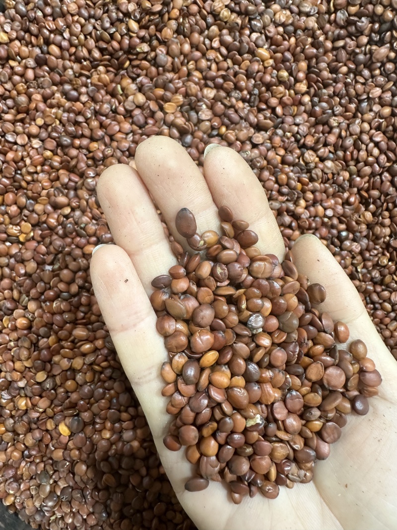 酸枣仁批发优质货源产地一首货源规格齐全量大价优