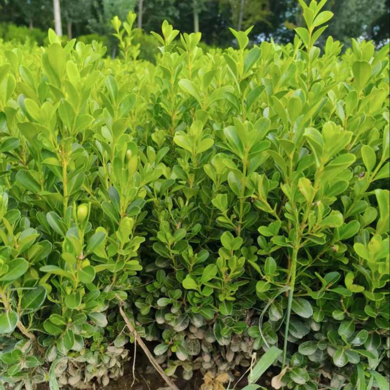 小叶瓜子黄杨大量供应基地直发，耐寒耐旱不落叶