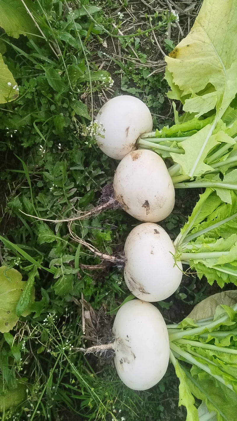 圆萝卜