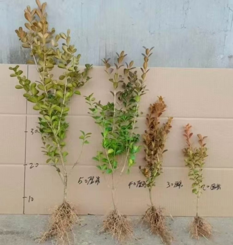 小叶瓜子黄杨大量供应基地直发，耐寒耐旱不落叶