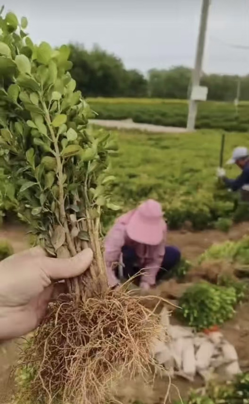 小叶瓜子黄杨大量供应基地直发，耐寒耐旱不落叶