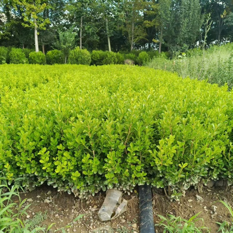 小叶瓜子黄杨大量供应基地直发，耐寒耐旱不落叶