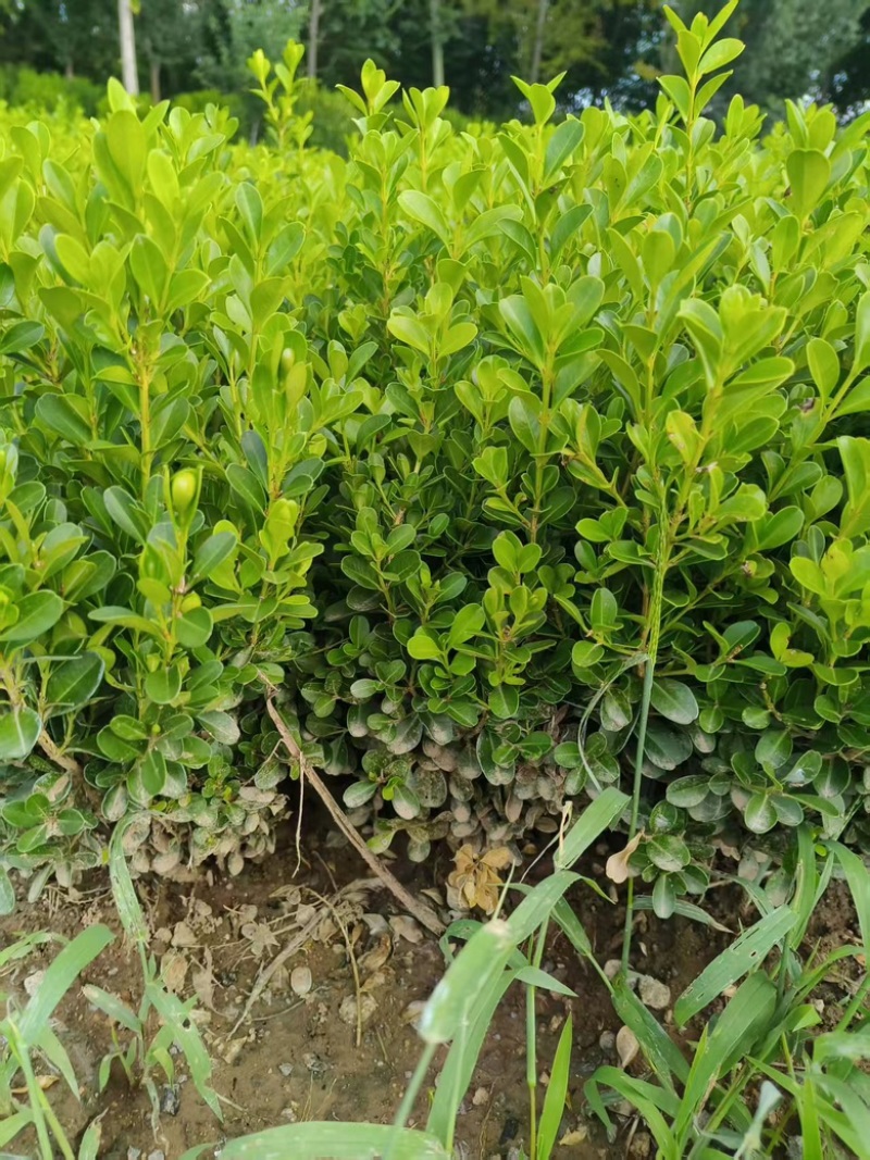 小叶瓜子黄杨大量供应基地直发，耐寒耐旱不落叶