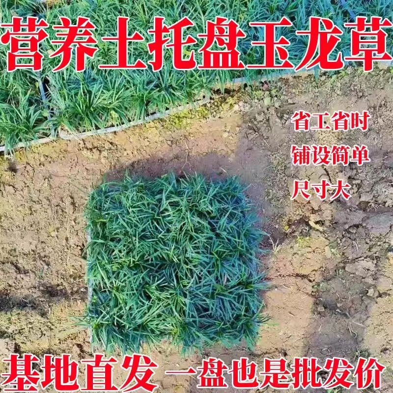 江苏沭阳基地直供玉龙草规格齐全，38x38盘价格优惠