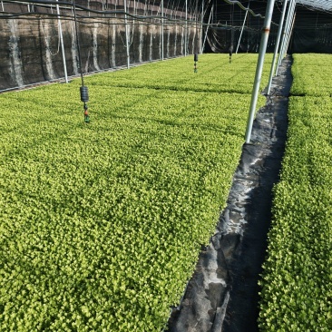 一级芹菜苗，进口法国皇后芹菜苗，量大优惠，包成活率包质量