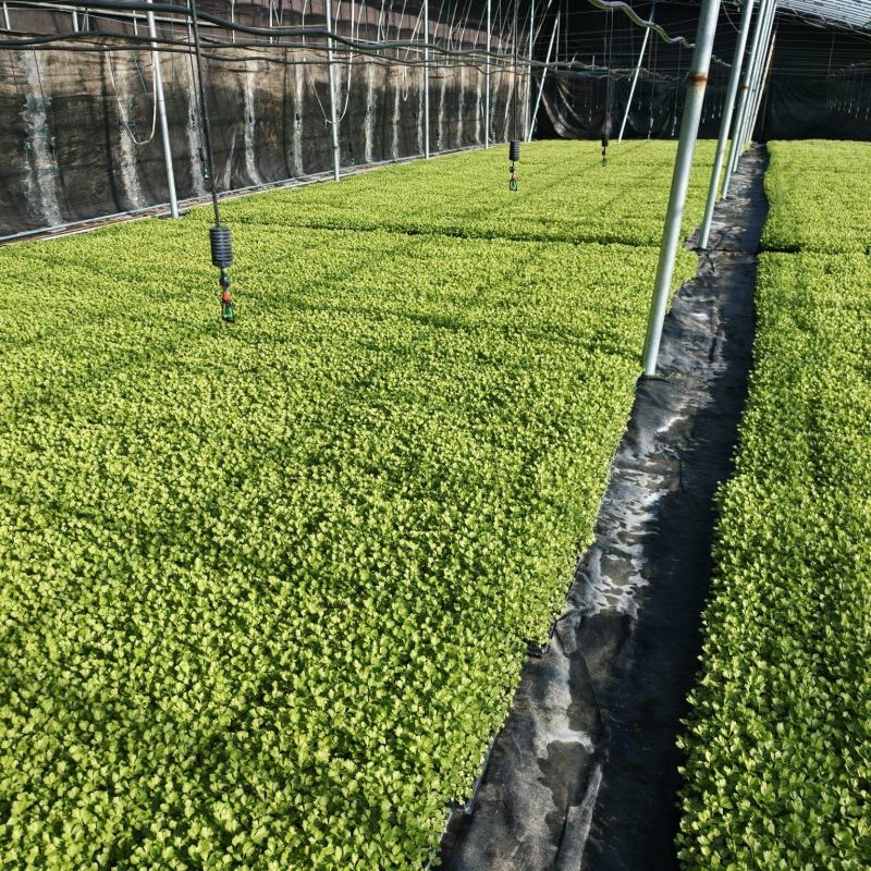 一级芹菜苗，进口法国皇后芹菜苗，量大优惠，包成活率包质量