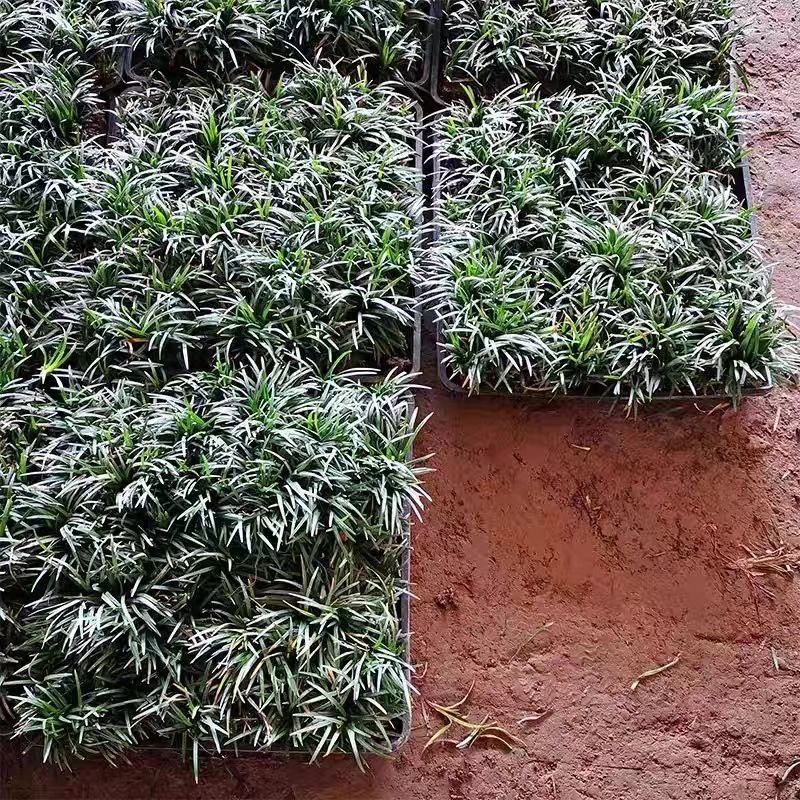 江苏沭阳基地直供玉龙草规格齐全，38x38盘价格优惠