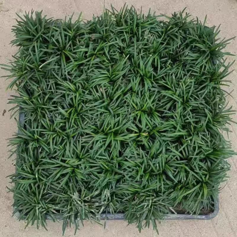 江苏沭阳基地直供玉龙草规格齐全，38x38盘价格优惠