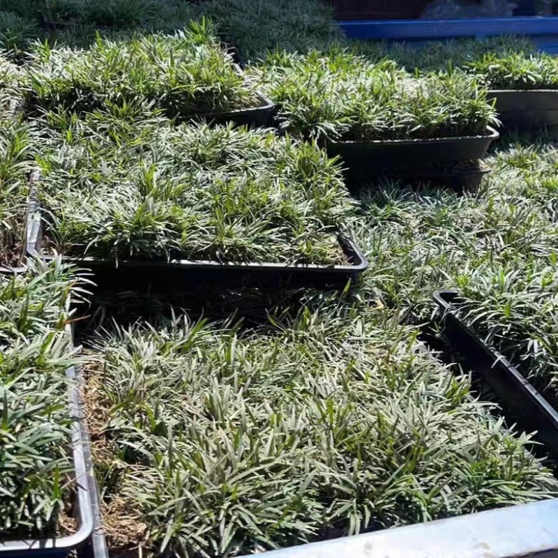 江苏沭阳基地直供玉龙草规格齐全，38x38盘价格优惠
