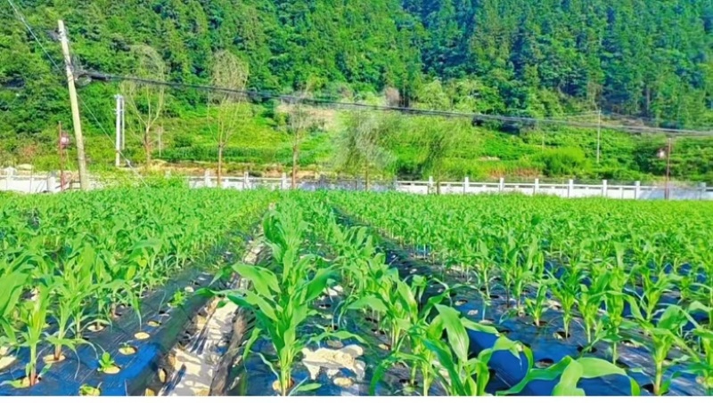 有机甜糯玉米，大别山高山种植，颗粒饱满，品质保障