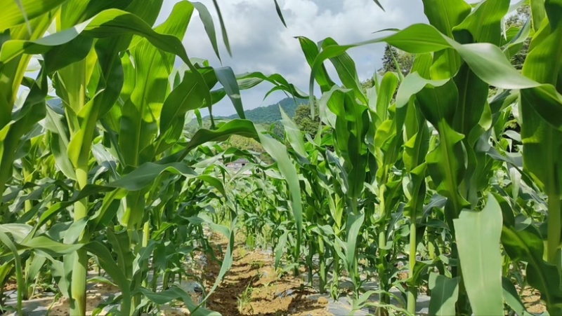 有机甜糯玉米，大别山高山种植，颗粒饱满，品质保障