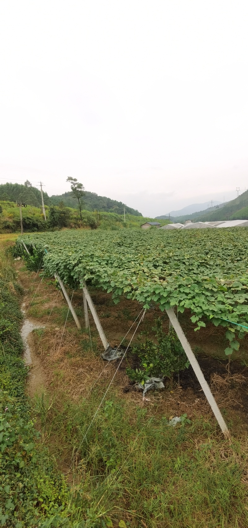 瓜蒌/吊瓜平棚架搭建，瓜蒌架子搭建，吊瓜棚架搭建