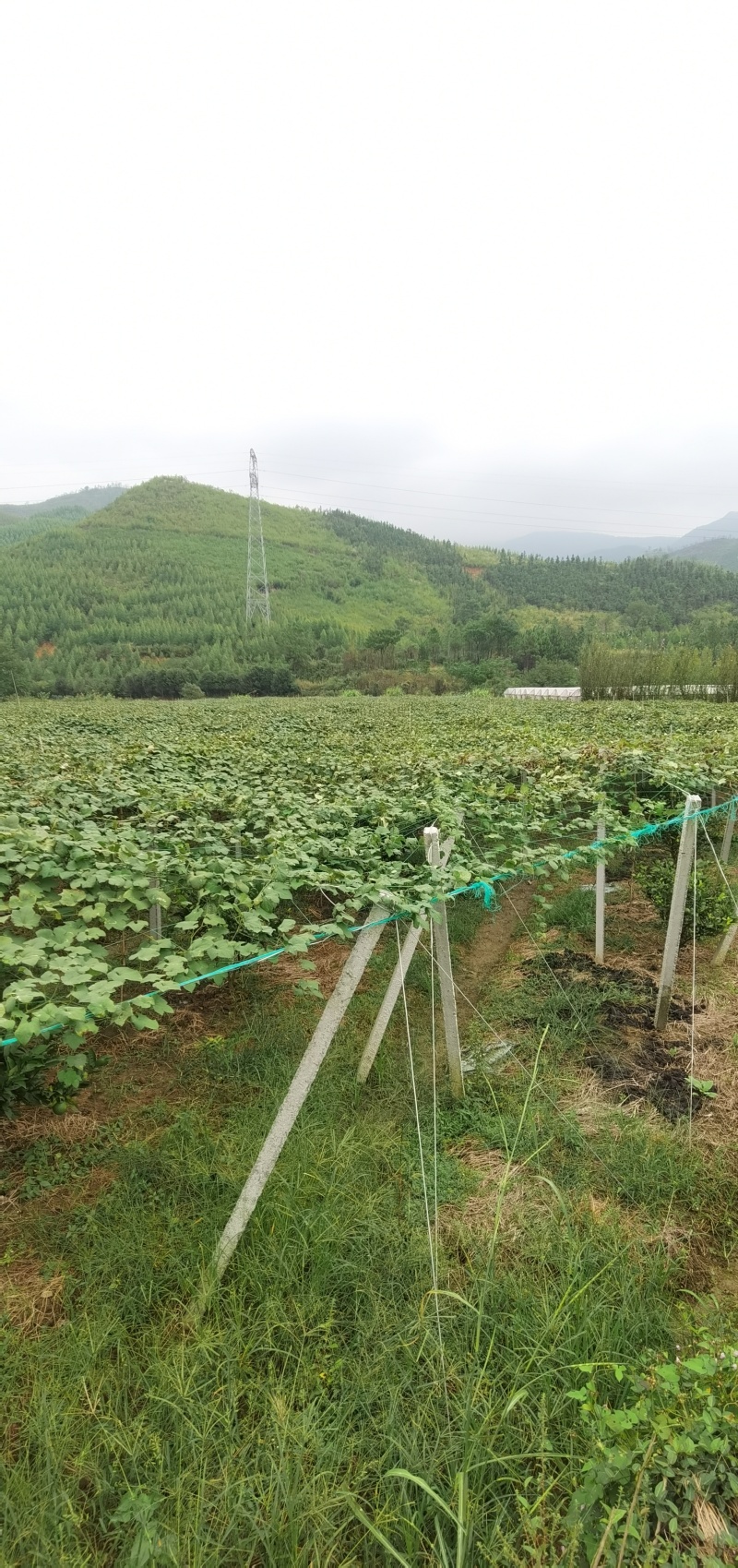 瓜蒌/吊瓜平棚架搭建，瓜蒌架子搭建，吊瓜棚架搭建