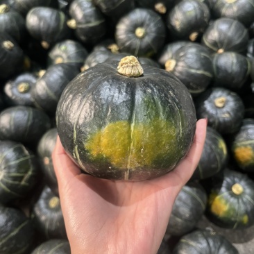贝贝南瓜精品电商赶集货全量大