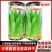 油麦菜种籽大棵直立脆甜油麦菜种子基地专用种籽农家菜园蔬菜