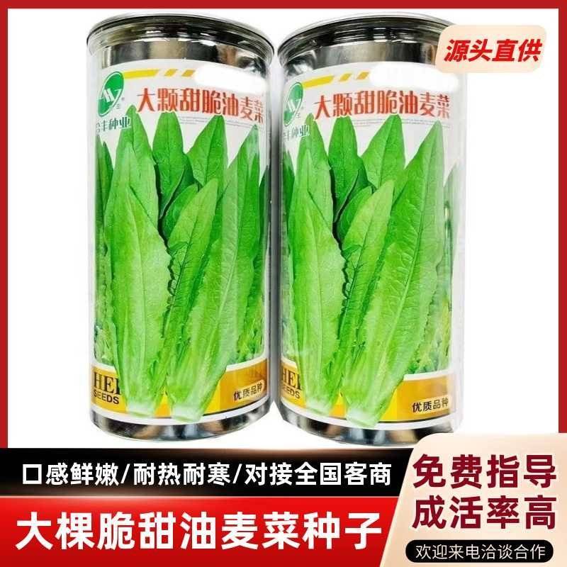 油麦菜种籽大棵直立脆甜油麦菜种子基地专用种籽农家菜园蔬菜