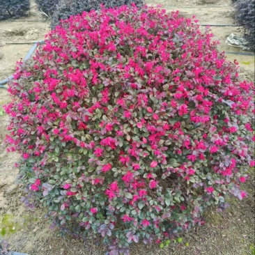 红花檵木球大量供应，规格齐全，量大从优江苏产地发