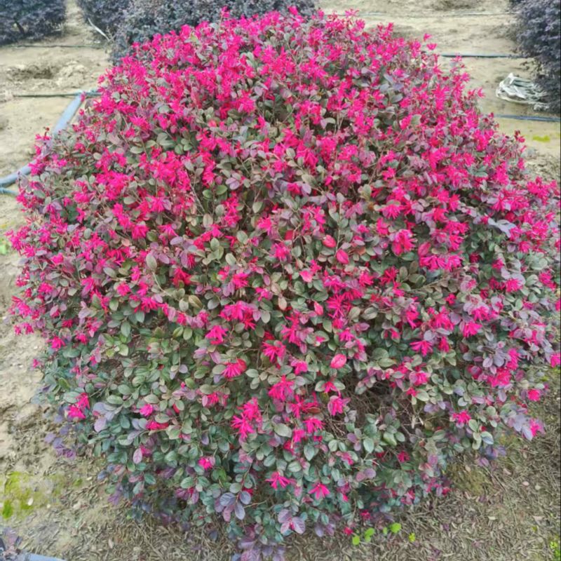 红花檵木球大量供应，规格齐全，量大从优江苏产地发
