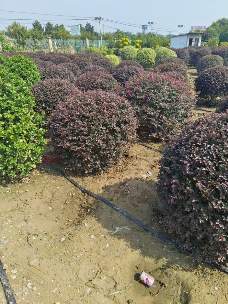红花檵木球大量供应，规格齐全，量大从优江苏产地发