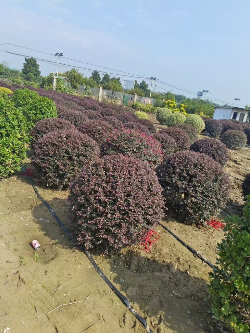 红花檵木球大量供应，规格齐全，量大从优江苏产地发