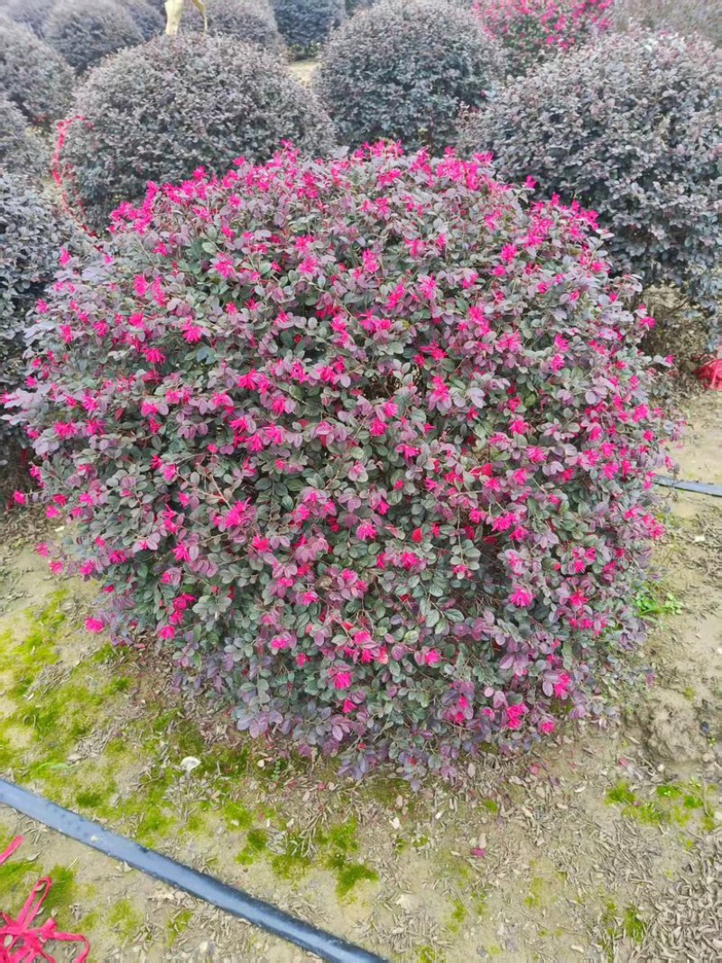 红花檵木球大量供应，规格齐全，量大从优江苏产地发
