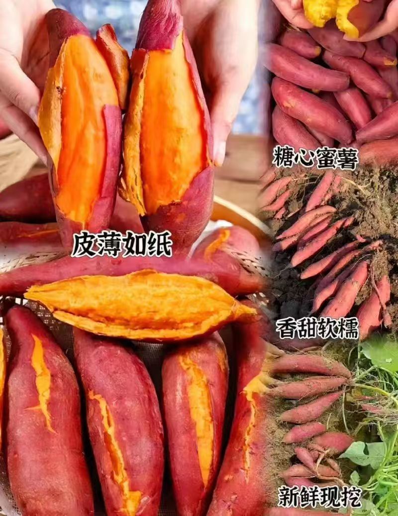 西瓜红红薯