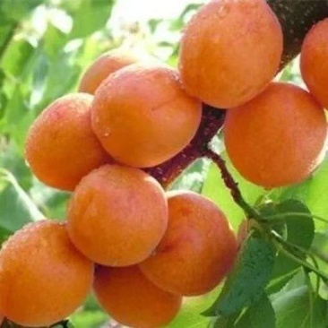（当年结果）特大嫁接杏树苗早熟耐寒帝王杏超甜南北方可种