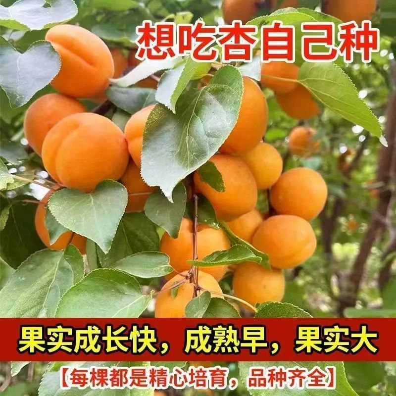（当年结果）特大嫁接杏树苗早熟耐寒帝王杏超甜南北方可种