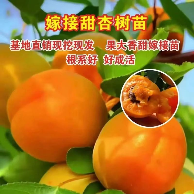 （当年结果）特大嫁接杏树苗早熟耐寒帝王杏超甜南北方可种
