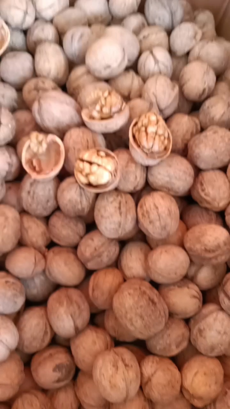 免洗阿克苏185纸皮核桃