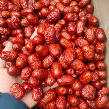 加工好灰枣清洗灰枣