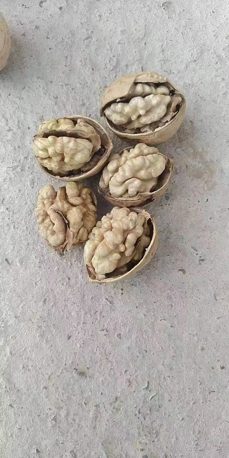 阿克苏185纸皮核桃正宗阿克苏纸皮核桃185纸核桃