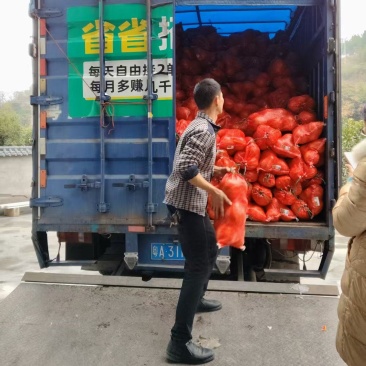 感谢老板信任，冰糖柚，中华药柚，第三车走起