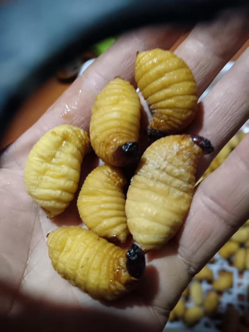 竹虫产地直发货源充足量大从优品质保证欢迎来电咨询订购