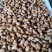 竹虫产地直发货源充足量大从优品质保证欢迎来电咨询订购
