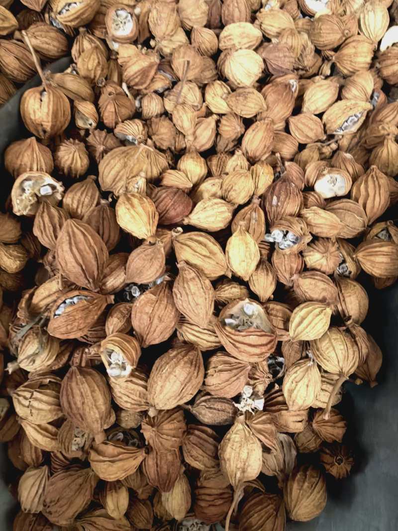 香砂干货香砂调料欢迎选购！量大从优！