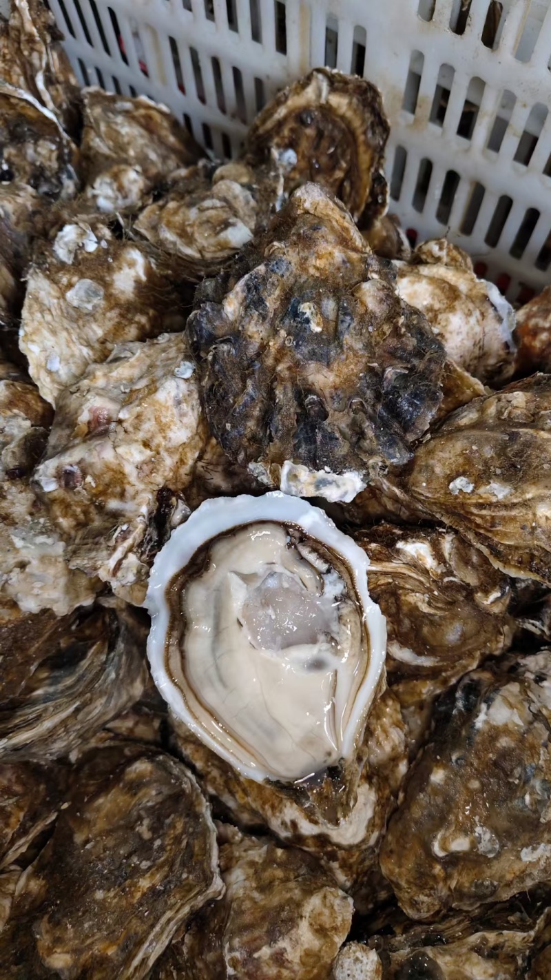精品乳山生蚝
