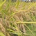 优质高原小粒香米