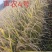 优质高原小粒香米
